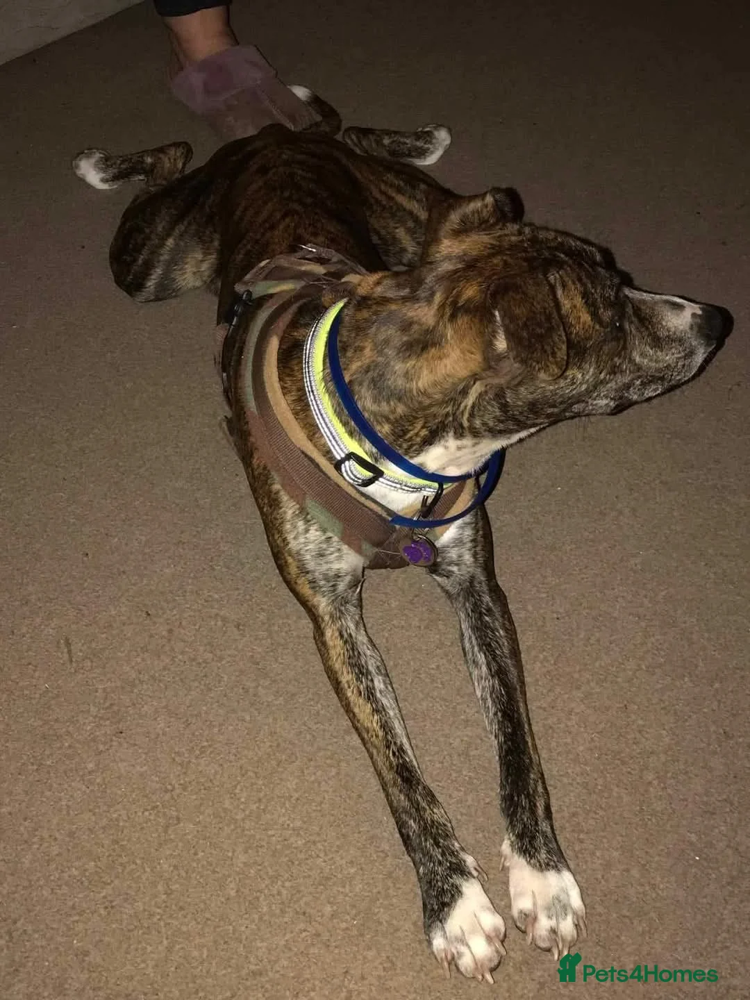 Mixed Breed dogs for adoption: Meet Oscar, currently residing in Oxfordshire  in Abingdon - Advert 14