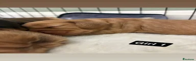 Cocker Spaniel 3