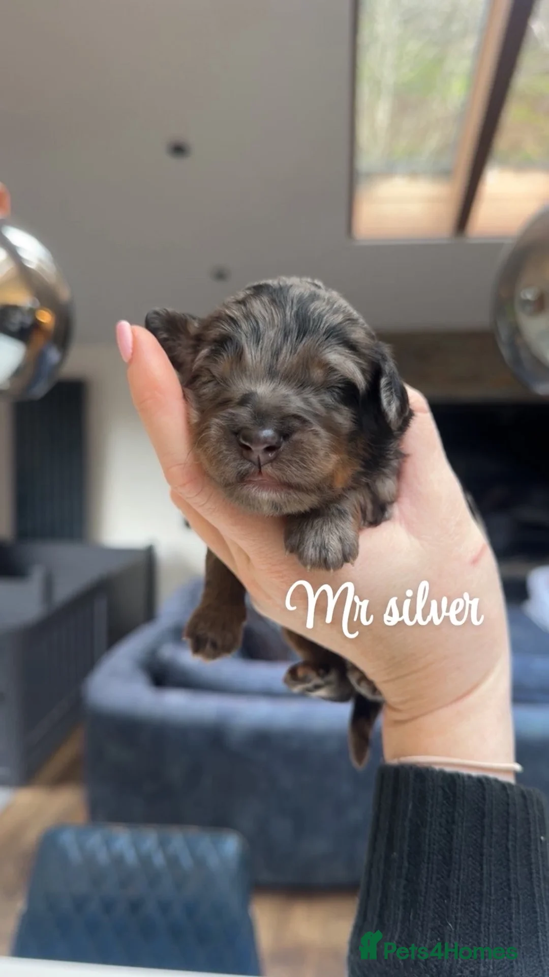 Bernedoodle dogs for sale: Merle, Black & Tan Mini Outstanding Bernedoodles - Advert 21