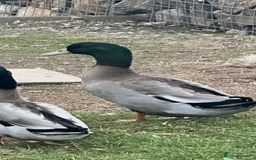 Ducks poultry for sale: Mixed ducks for sale  - Image 5