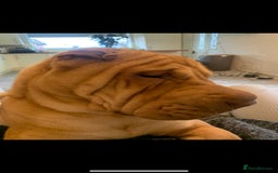 Shar Pei dogs for stud: DRAGO Shar Pei Stud - Image 3