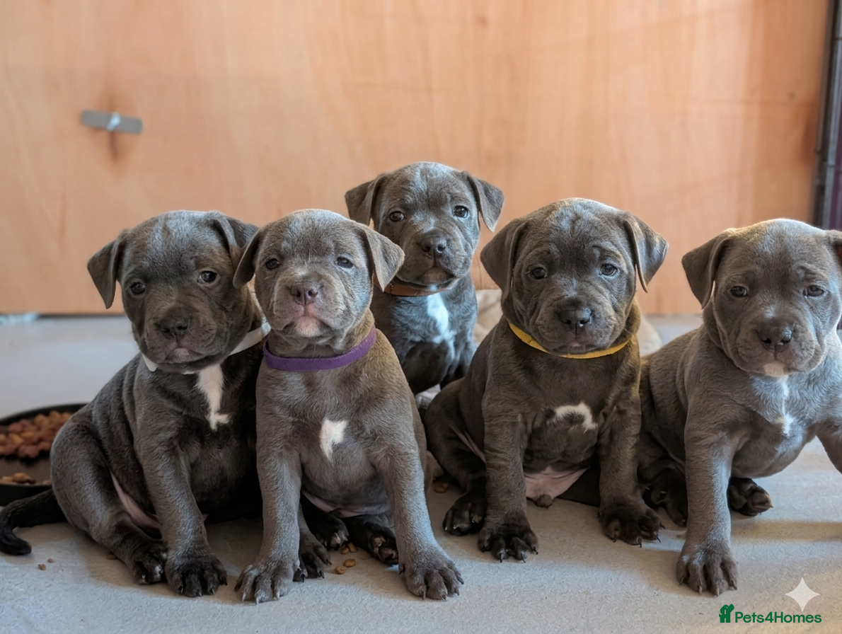 Staffordshire Bull Terrier dogs blue KC reg Staffordshire bull terrier puppies  - Advert 9