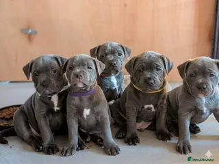 Staffordshire Bull Terrier dogs blue KC reg Staffordshire bull terrier puppies - Advert 9
