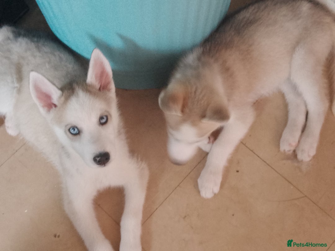 Siberian Husky dogs for sale: Siberian Husky Puppies in Birmingham - Image 19
