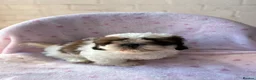 Shih Tzu dogs for sale: 🐶 Beautiful Shih Tzu Puppies for Sale 🐶 - Advert 19