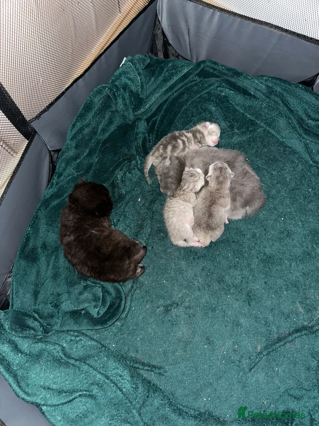 British Shorthair cats for sale: British shorthair kittens available  in Oldbury - Advert 2
