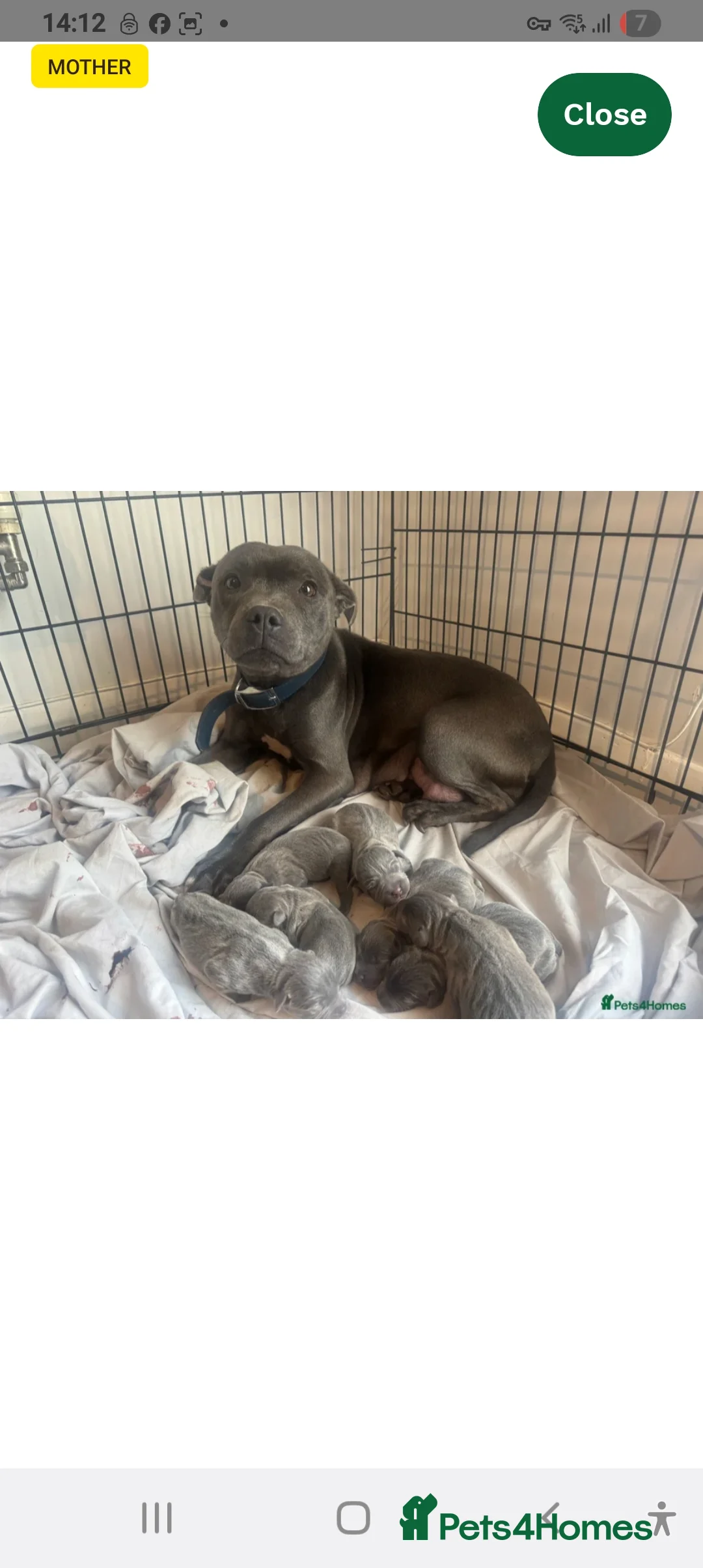 Staffordshire Bull Terrier dogs for sale: Blue Merle Staffordshire Bull Terrier  in Alresford - Advert 2