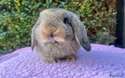 Mini Lop rabbits for sale: Mini lops available  - Image 13