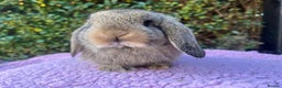 Mini Lop rabbits for sale: Mini lops available  - Advert 17