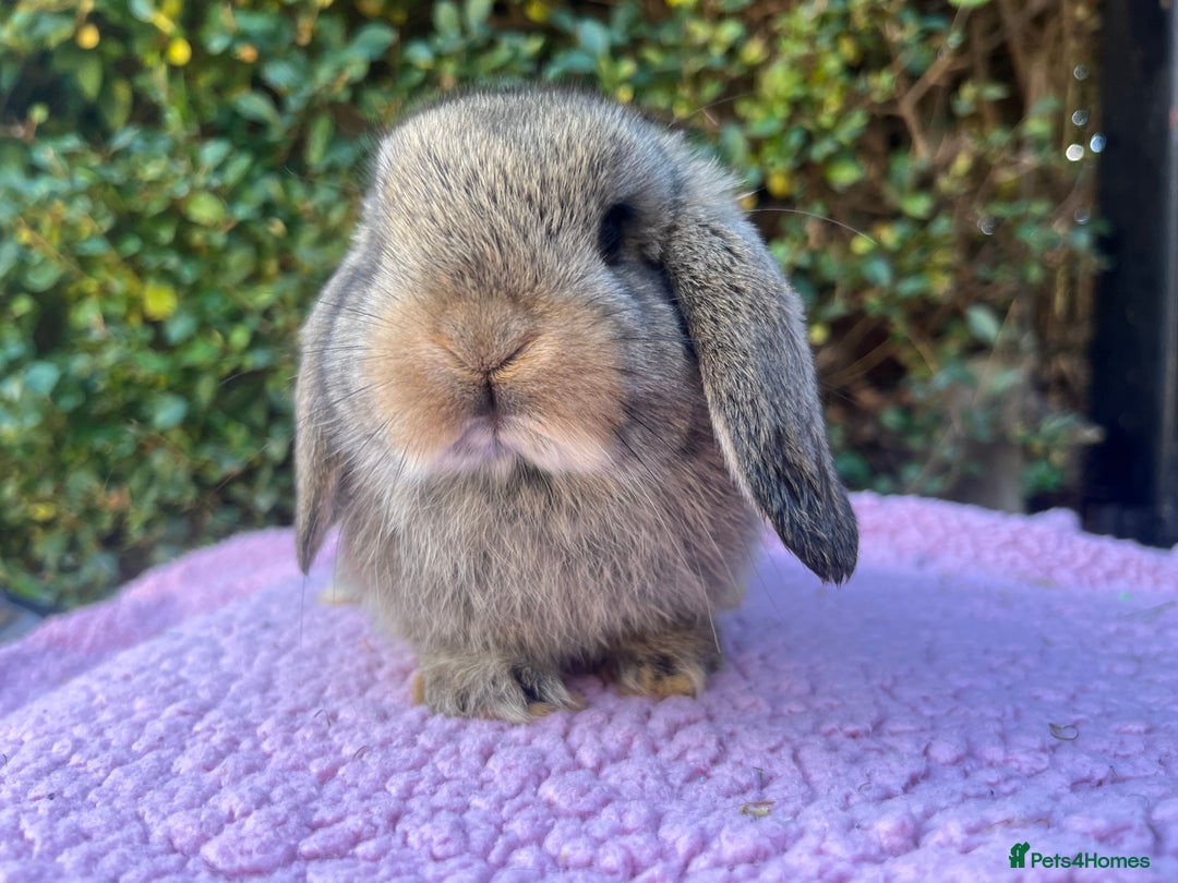 Mini Lop rabbits for sale: Mini lops available  - Image 13