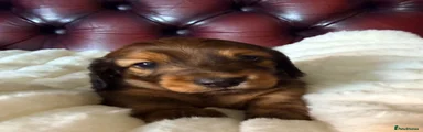 Miniature Dachshund Yellow collar Rory