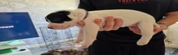 Staffordshire Bull Terrier dogs for sale: Staff puppies in Bristol - Advert 10