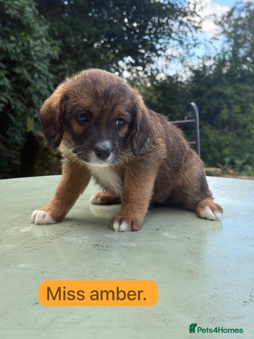 Mixed Breed dogs for sale: Outstanding Mini Saint Bernadoodle Puppies  - Image 21