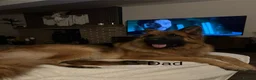 German Shepherd dogs for sale: Purebred German shepherd puppies  - Advert 26
