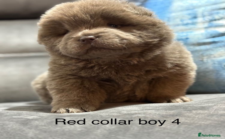 Chow Chow dogs Stunning chow chow puppies - Advert 1