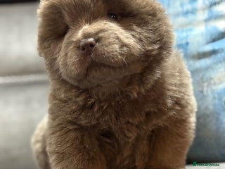 Chow Chow dogs Stunning chow chow puppies - Advert 1