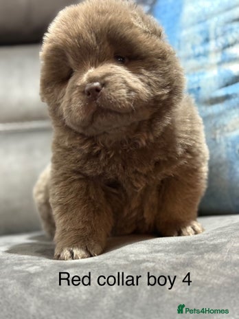 Chow Chow dogs Stunning chow chow puppies - Advert 1
