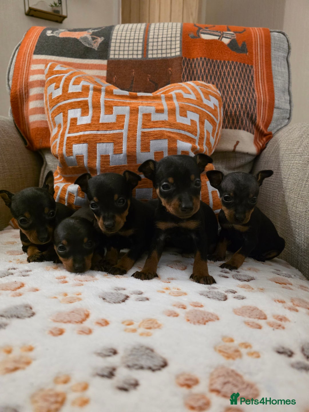 Miniature Pinscher dogs for sale: 5 beautiful miniature pincher pups - Advert 3