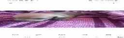 Miniature Dachshund dogs for sale: Miniature Dachshund pups - Advert 27