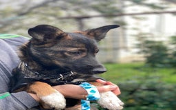 Mixed Breed dogs for adoption: 💖🐶 MIRRA 🐶💖 - Image 7