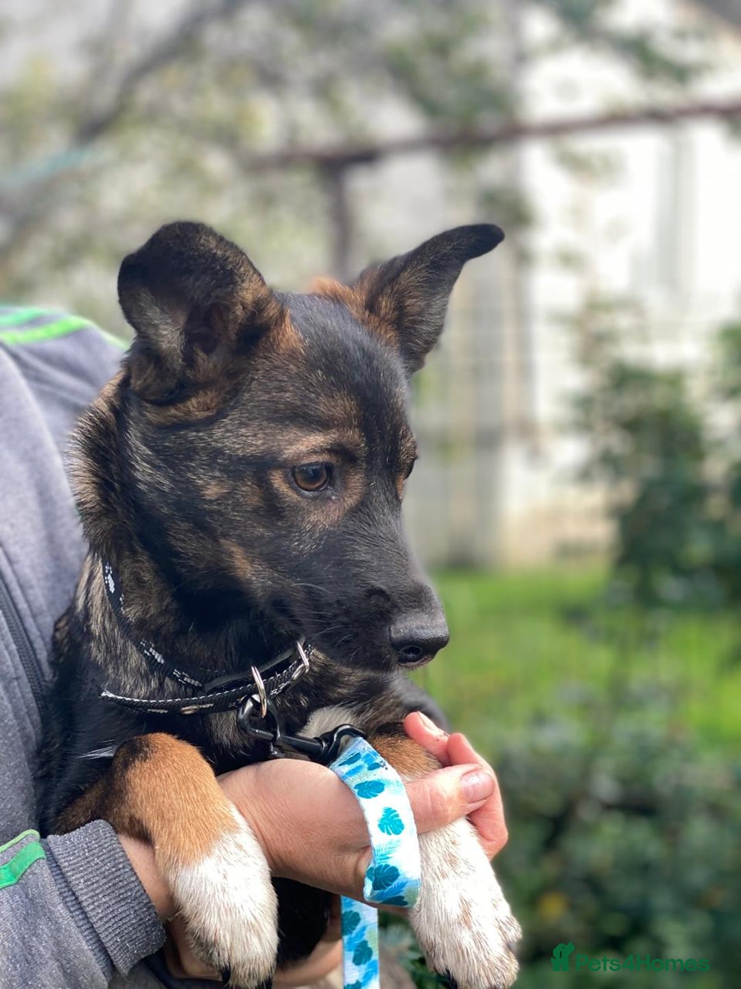 Mixed Breed dogs for adoption: 💖🐶 MIRRA 🐶💖 - Image 7