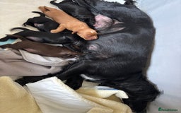 Cocker Spaniel dogs for sale: Working cocking spaniels  - Image 9