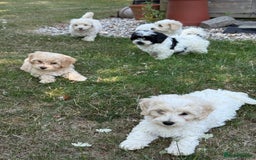 Maltipoo dogs for sale: 🌟 READY NOW 🌟 F1 Maltipoos  - Image 15