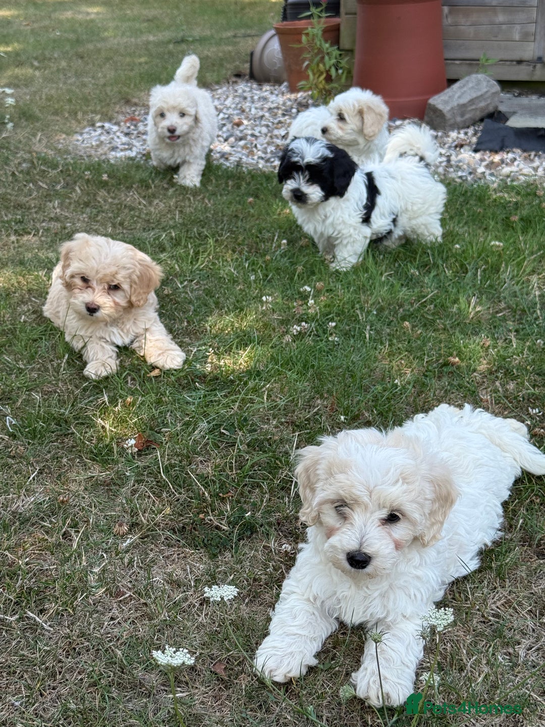 Maltipoo dogs for sale: 🌟 READY NOW 🌟 F1 Maltipoos  - Image 15