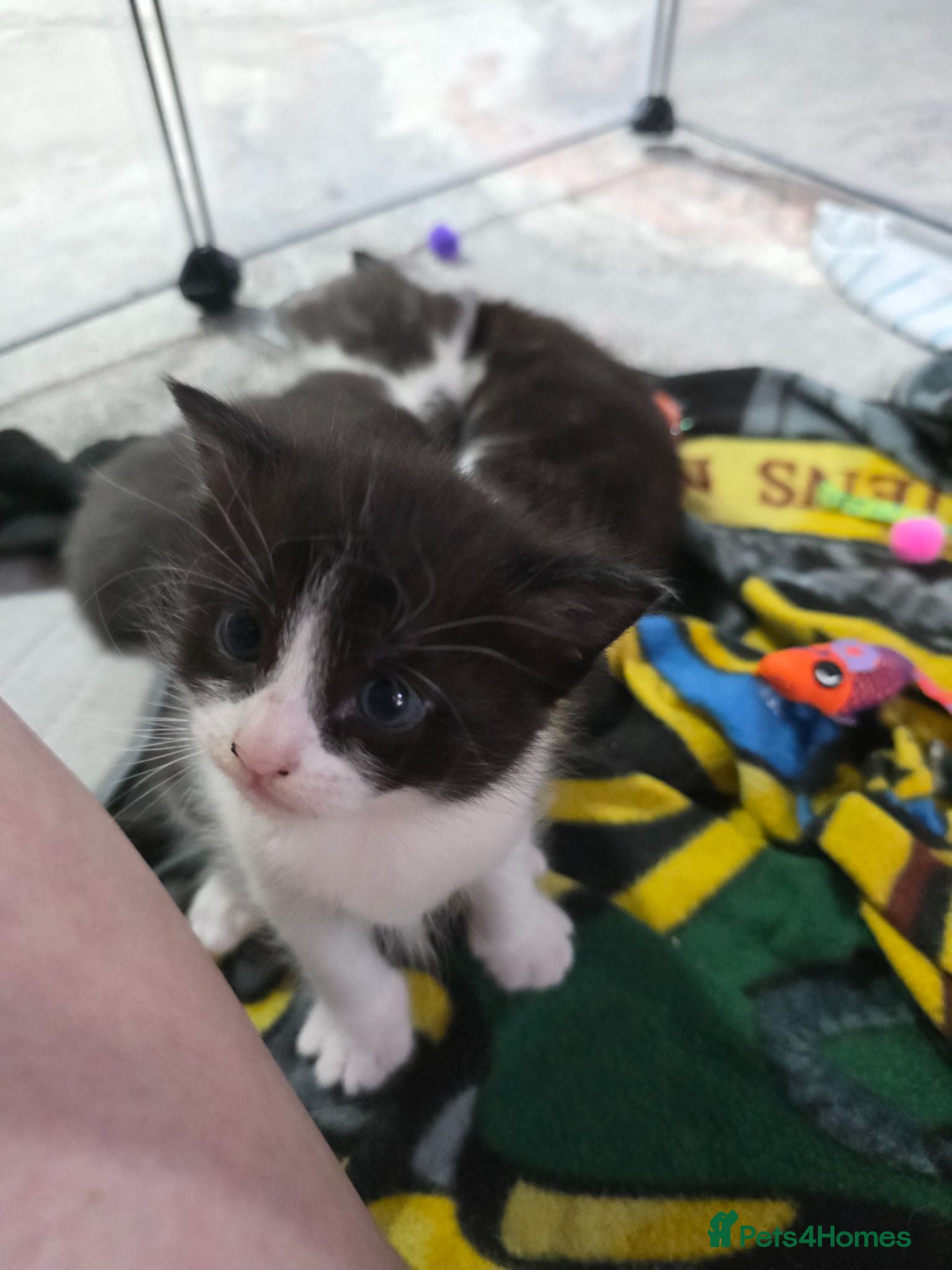 Mixed Breed cats Kittens for sale - Advert 9