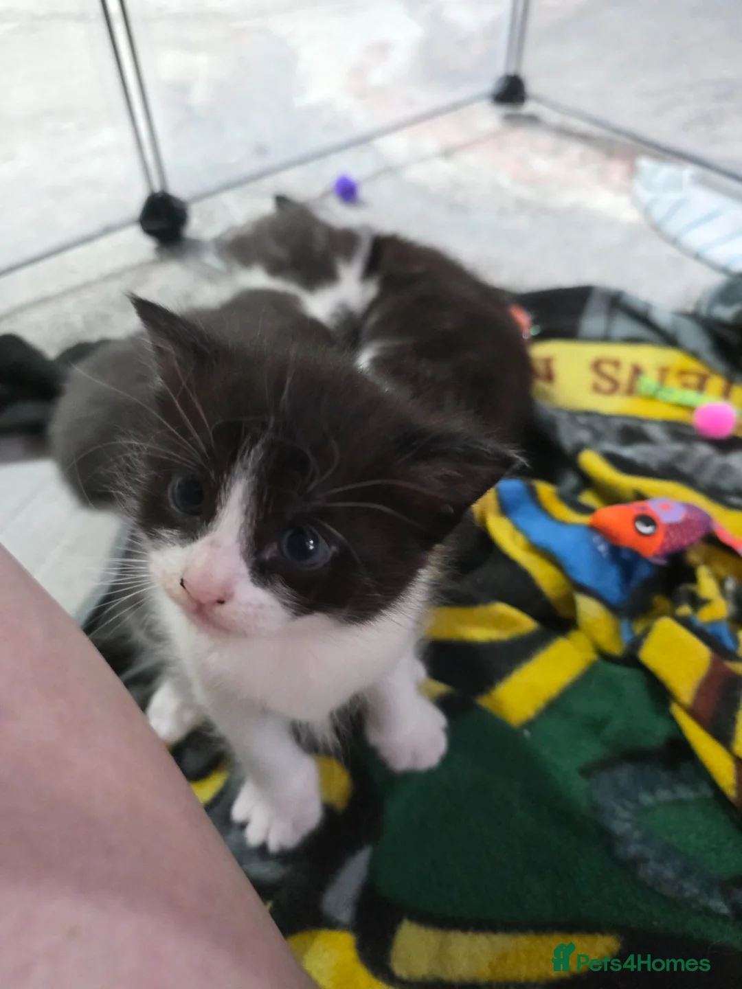 Mixed Breed cats for sale: Kittens for sale in Southampton - Advert 1