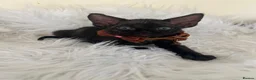 Devon Rex cats for sale: Affectionate Devon Rex kittens - Advert 3