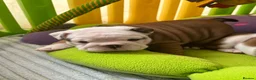 English Bulldog dogs for sale: Double CRUFTS winners bred bulldog puppies  - Advert 34