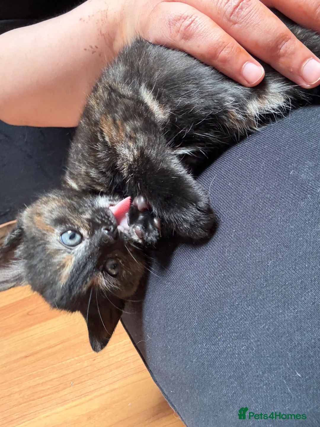 Mixed Breed cats for sale: 2 kittens for adoption  - Advert 12