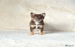 Pomsky dogs for sale: Rare lilac/tan tiny toysize Pomsky puppies - Image 6