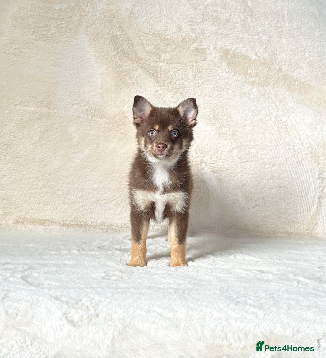 Pomsky dogs for sale: Rare lilac/tan tiny toysize Pomsky puppies - Image 6
