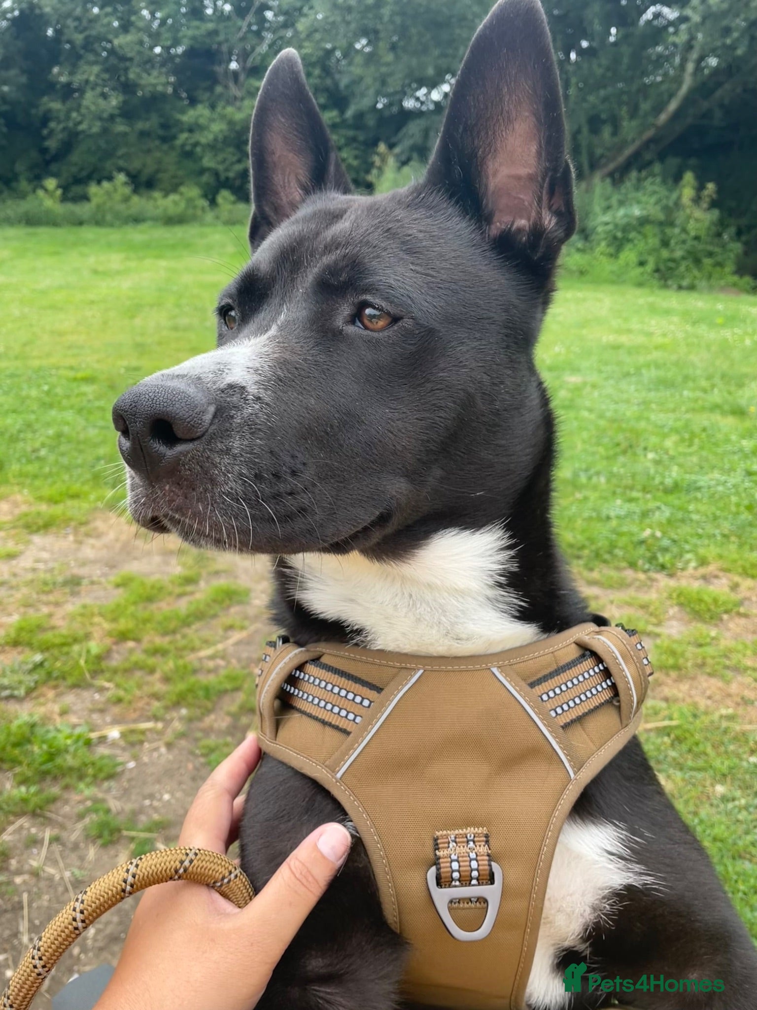 Mixed Breed dogs Meet Duke – A True Friend to Everyone! 🐶❤️ - Advert 17