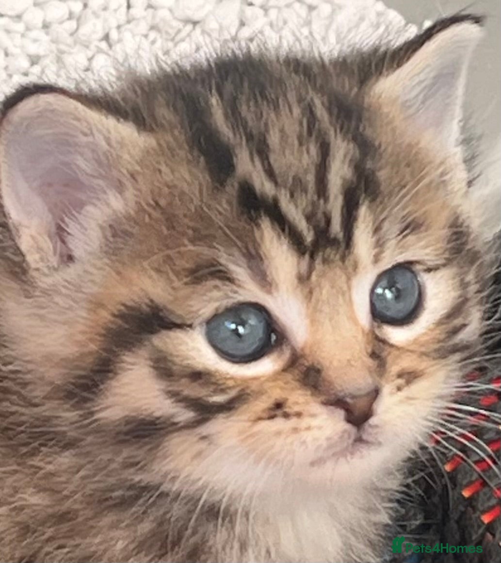 Mixed Breed cats CLEMENTINE’S CUTIES - (MUM with BENGAL)   - Advert 2