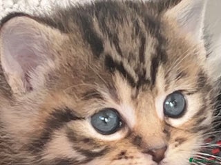 Mixed Breed cats CLEMENTINE’S CUTIES - (MUM with BENGAL) - Advert 2