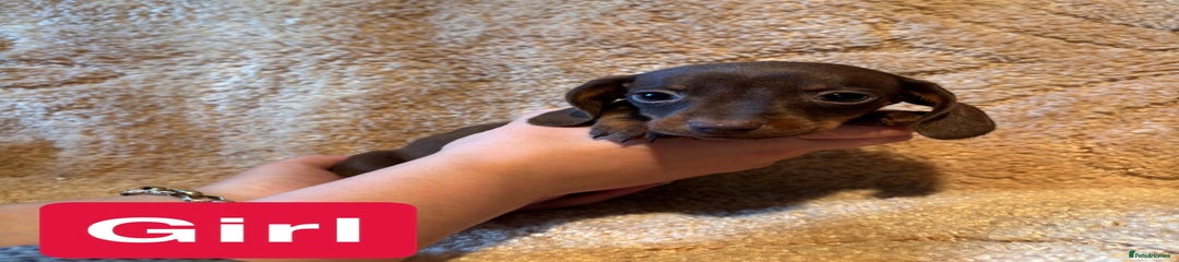 Miniature Dachshund Puppy 5