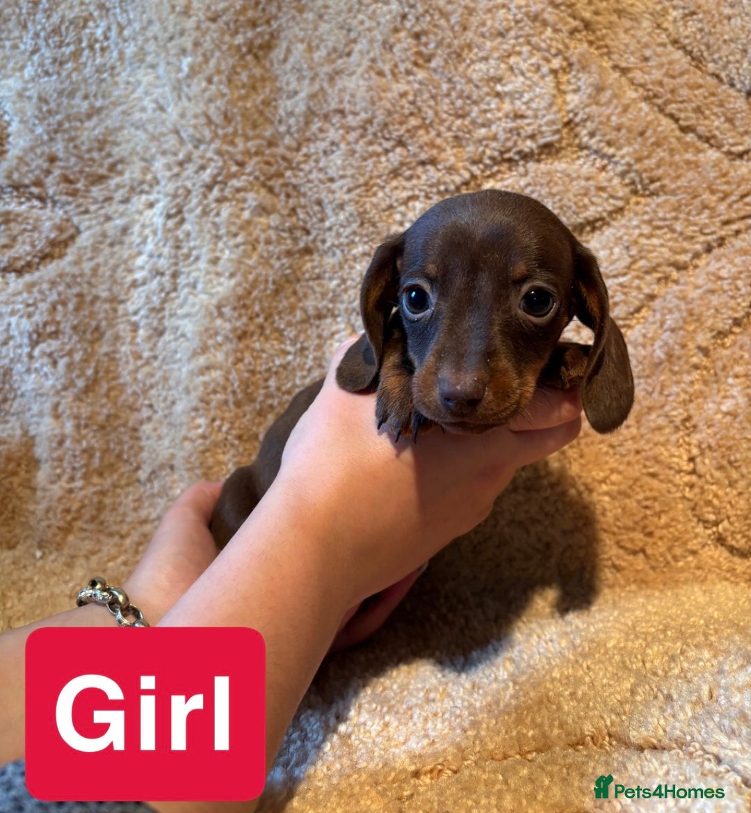 Miniature Dachshund dogs for sale: Miniature dachshunds  - Image 5