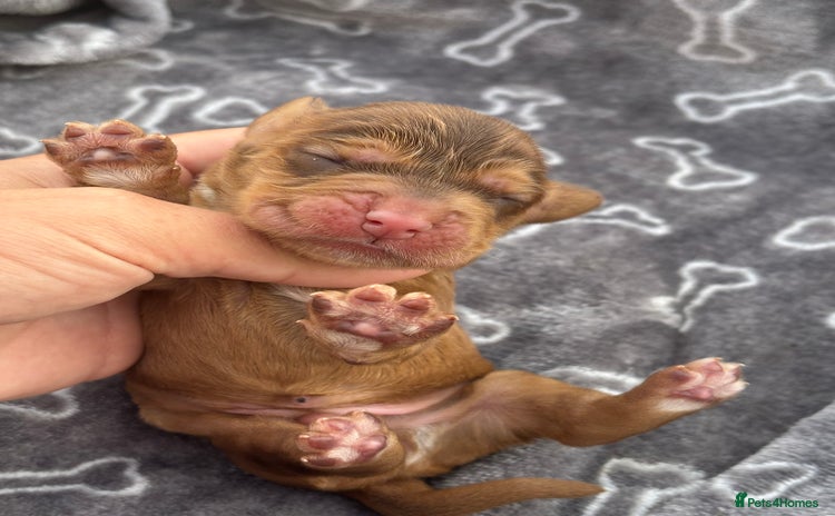 Cocker Spaniel dogs - Advert 2