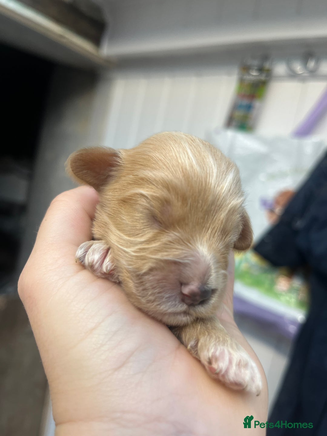 Cockapoo dogs for sale: Beautiful f2 cockapoos - Image 11