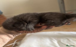 Domestic Shorthair cats for sale: Domestic and BSH Kittens  - Image 1