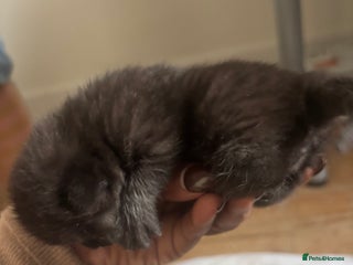Domestic Shorthair cats for sale - Advert 1