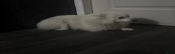 Mixed Breed dogs for sale: PomeranianSpitz in Middlesbrough - Advert 4