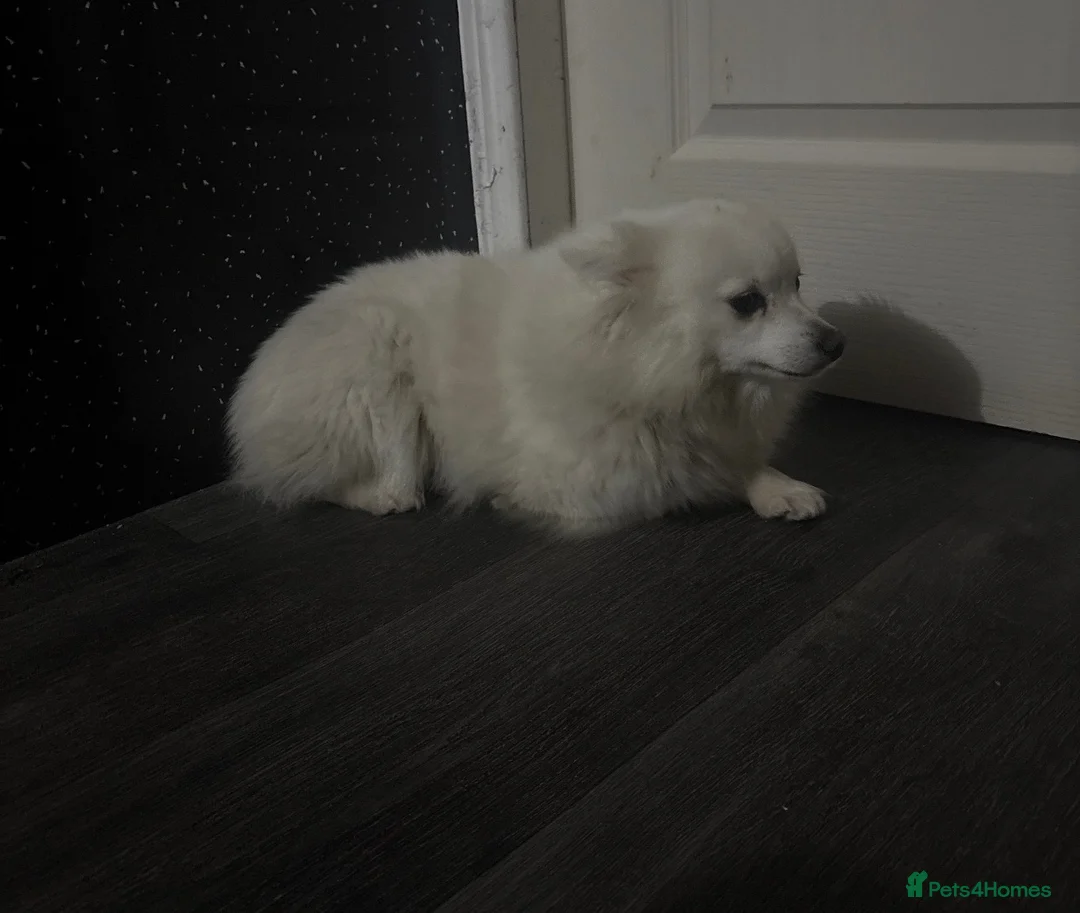 Mixed Breed dogs for sale: PomeranianSpitz in Middlesbrough - Advert 4