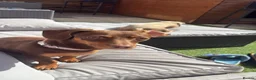 Chiweenie dogs for sale: 3 chiwennie for sale  - Advert 3