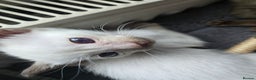Siamese cats for sale: Only one c/point siamese little girl avaliable  - Advert 11