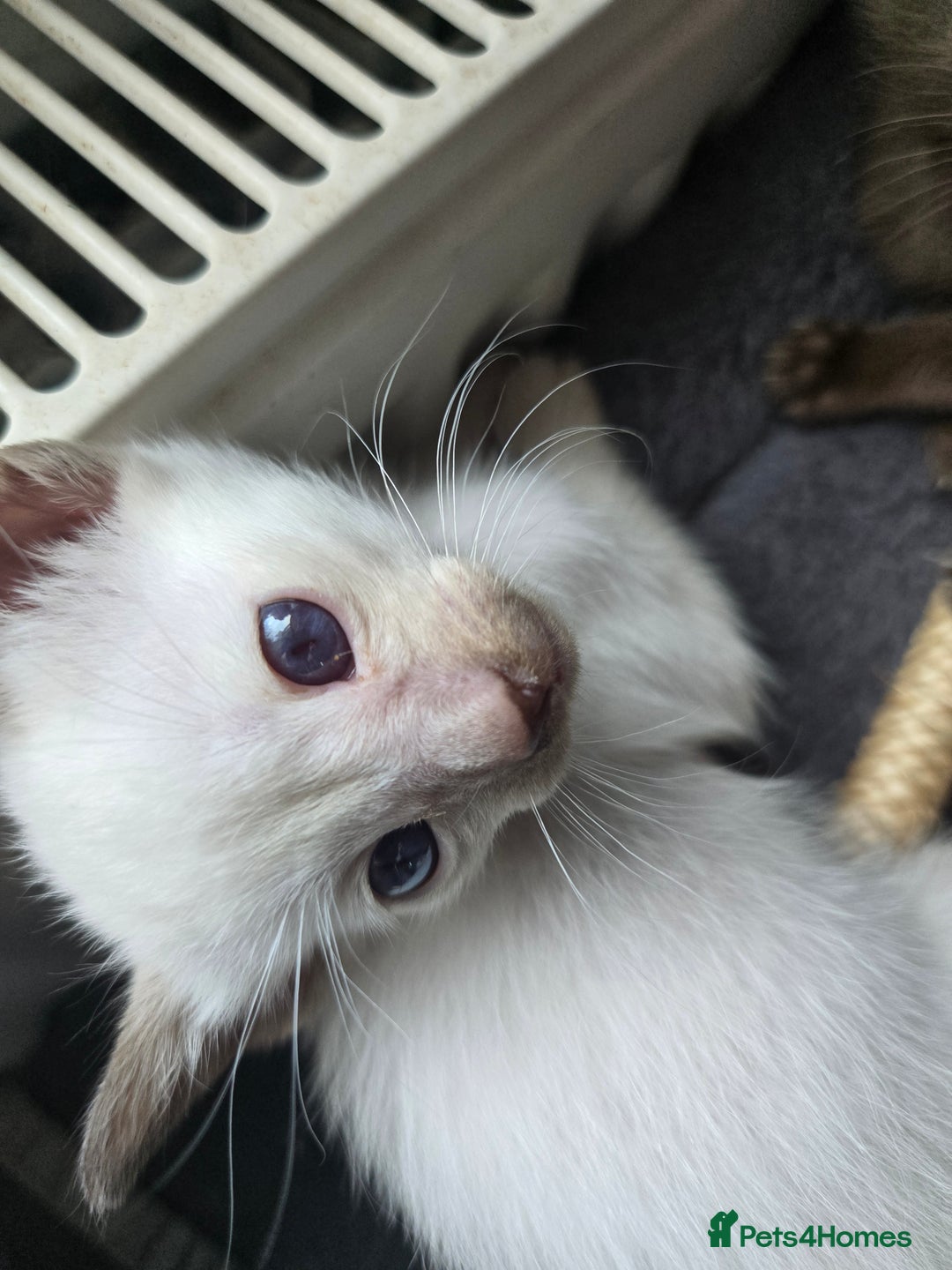 Siamese cats for sale: Only one c/point siamese little girl avaliable  - Advert 11