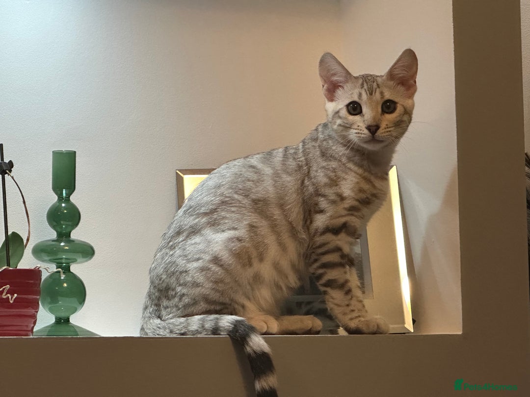 Bengal cats for sale: Beautiful soft silver girl TICA reg - Image 8